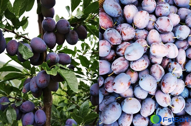 images/1669883653440Prune grader.jpg